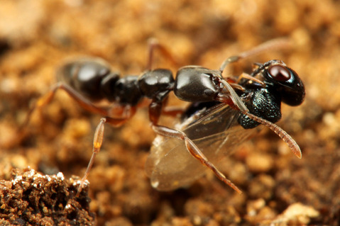 ヒメアリヤドリコバチ