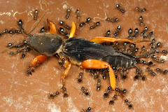 ¥Þ¥ì¡¼¥·¥¢¤Î¥±¥é