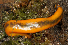 ��ĥ說���ӥ�