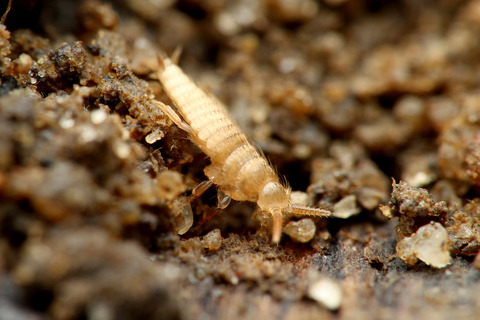 ヒメサスライアリのシミ