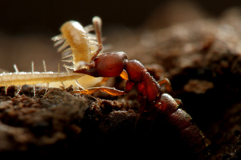 �Υ�����ϥꥢ�� Amblyopone silvestrii