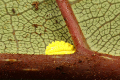 ¥·¥ê¥¢¥²¥¢¥ê¡¡¥Þ¥ì¡¼¥·¥¢