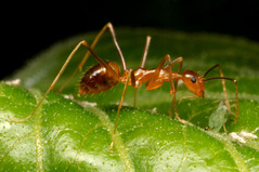 �����ʥ�������