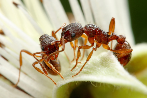 シワクシケアリ