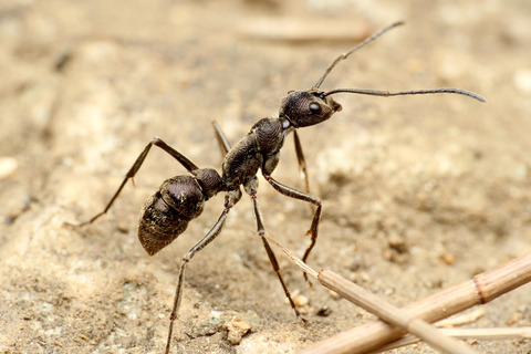 �ȥ������ϥꥢ��