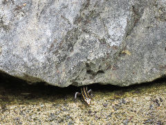 �С��С��ȥ���