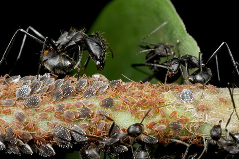 オオアリの一種