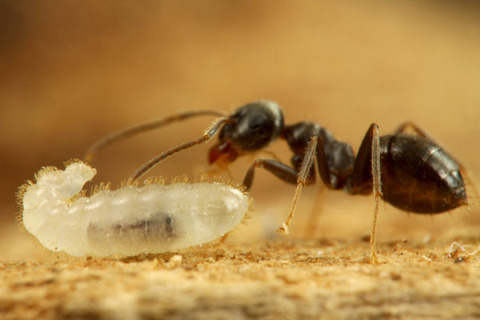トビイロケアリ