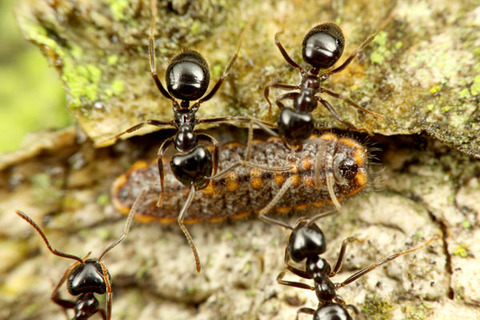 ムモンアカシジミ