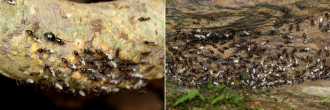 ヒゲナガアメイロアリ