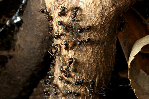 クロクサアリの巣