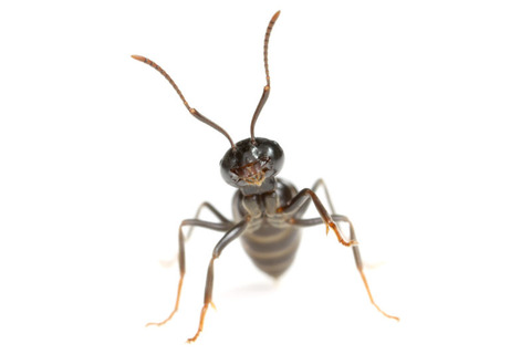 クサアリモドキ