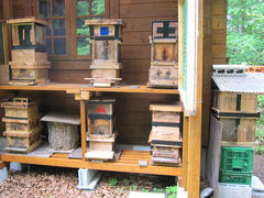 ニホンミツバチ