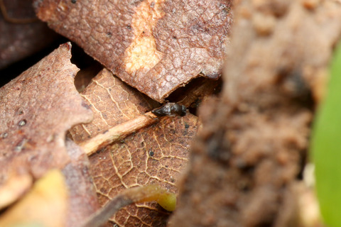 ナマクビノミバエ