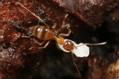 チャイロヒメサスライアリ