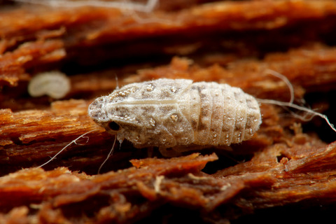 キノカワハゴロモ