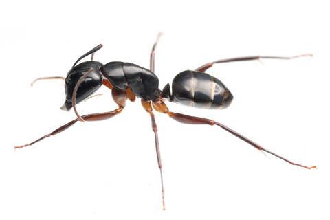 イトヒキミジンアリタケ