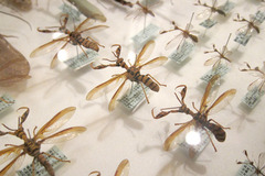 カマキリモドキ