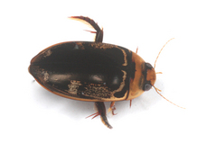 ��奦���奦����������󥸥��ޥ��󥴥���