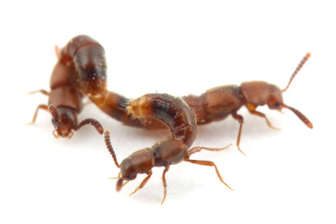 �ʥ������ɥ�