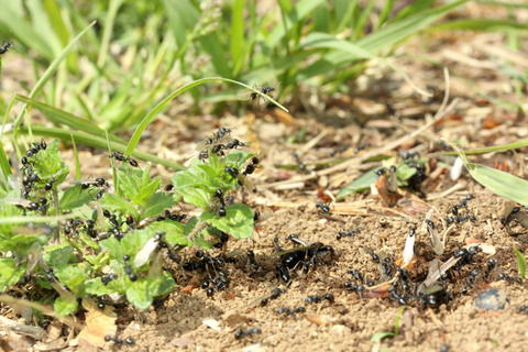 �����ʥ�����