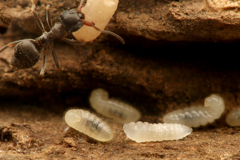 トビイロケアリに寄生するアリヤドリバチの幼虫