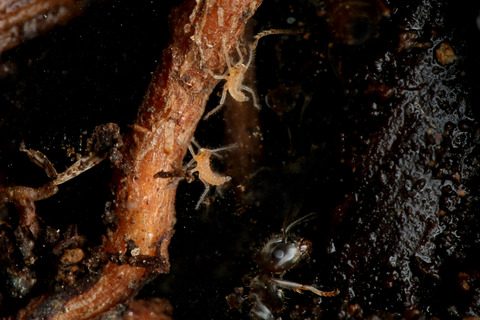 ÀãÃî¤Î°ìÀ¸