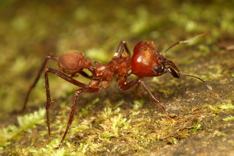 �ϥ��ꥢ�� Atta