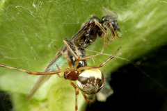クロクサアリの女王