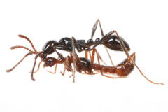 �ϥͥ�����