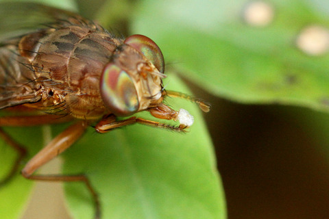 ベンガルバエ捕食