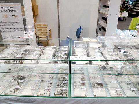 ジャパンレプタイルズショー2012