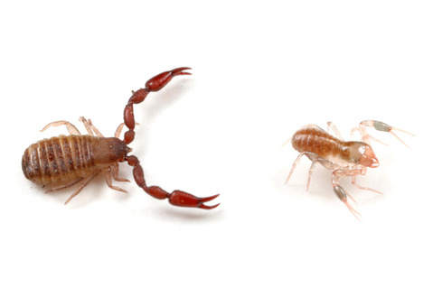 ���˥ॷ2��