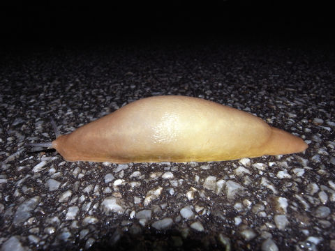 ¥ä¥ó¥Ð¥ë¥ä¥Þ¥Ê¥á¥¯¥¸