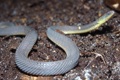 ���ޥߥ�������