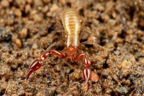 ���˥ॷ������