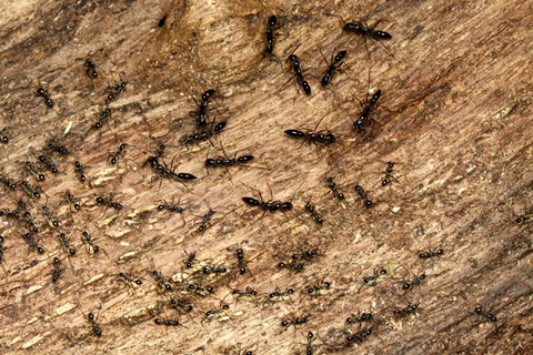 ¥Ò¥á¥µ¥¹¥é¥¤¥¢¥ê