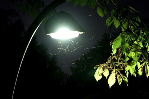 ���������ꥢ������η뺧����