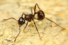 ¥ß¥ë¥ß¥«¥ê¥¢