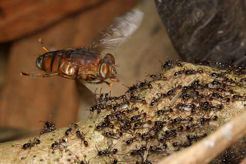 ベンガルバエ捕食