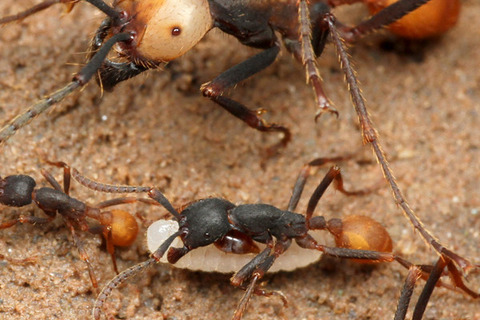 バーチェルグンタイアリEciton burchellii