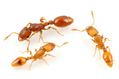 ¥ä¥ó¥Ð¥ë¥¦¥á¥Þ¥Ä¥¢¥ê