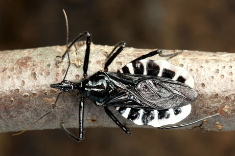 ヨコヅナサシガメ