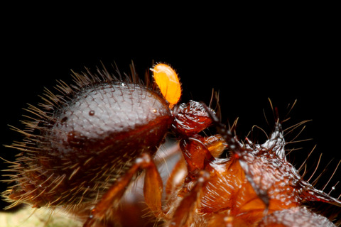 ヨロイアリとカスミカメ