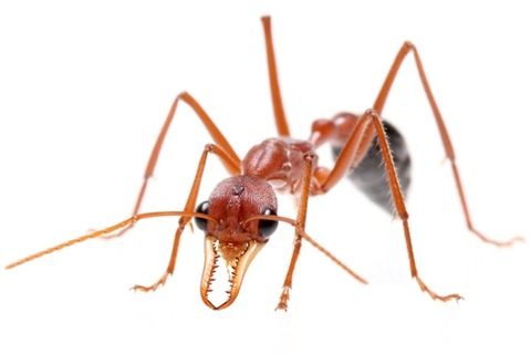 ¥Ö¥ë¥É¥Ã¥¯¥¢¥ê