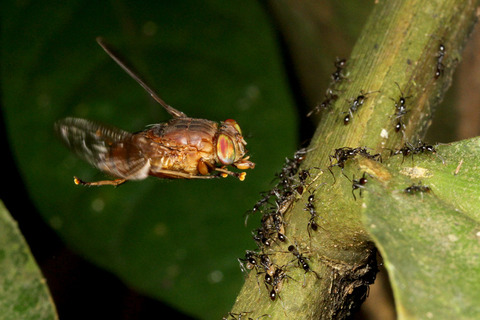 ヒメサスライアリを狙うベンガルバエ
