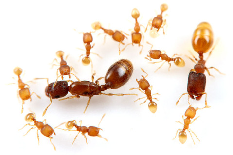 ¥³¥Ä¥Î¥¢¥ê