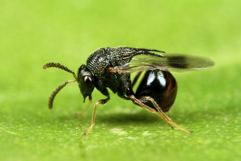 アリヤドリコバチ