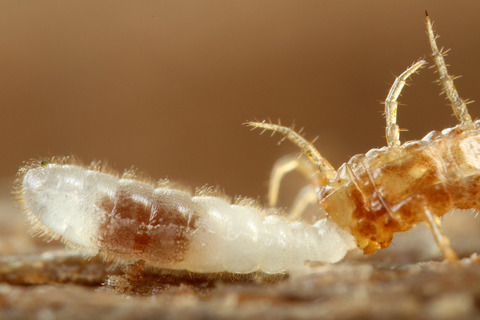 �Υ�����ϥꥢ��