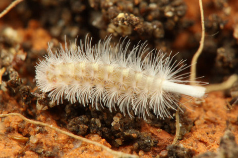 �ե��䥹��